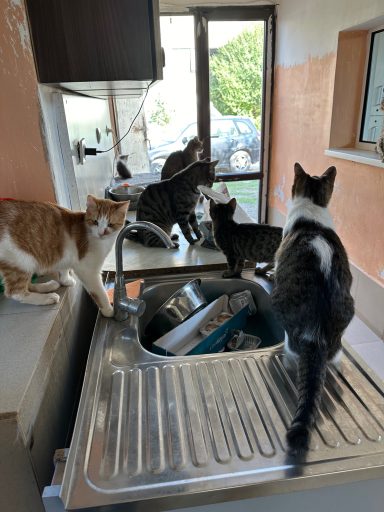 Soziale Wesen - Katzen im privaten Shelter