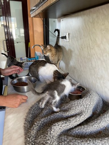 Katzenauffangstation im privaten Shelter