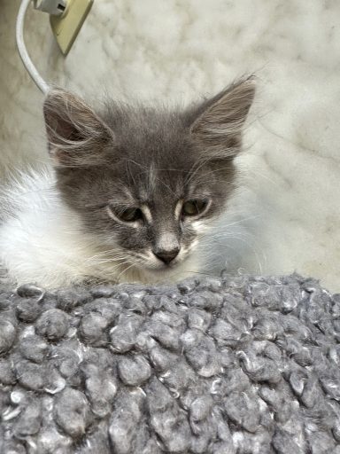 Kitten in der Katzenauffangstation